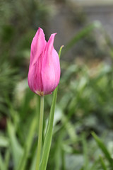 Pink Tulip 04202016