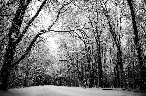 road trees winter blackandwhite snow cold nature way outdoor