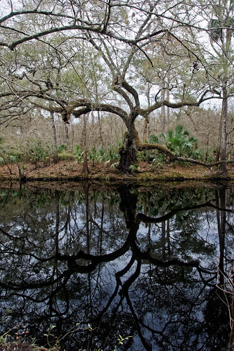 black river mirror oak florida live palmetto steinhatchee