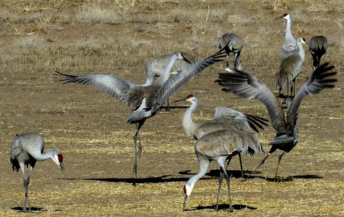 birds rural colorado wildlife center cranes sanluisvalley migration sandhillcranes