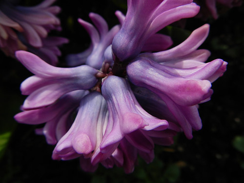 Purple hyacinth flowers in Queen Elizabeth Park