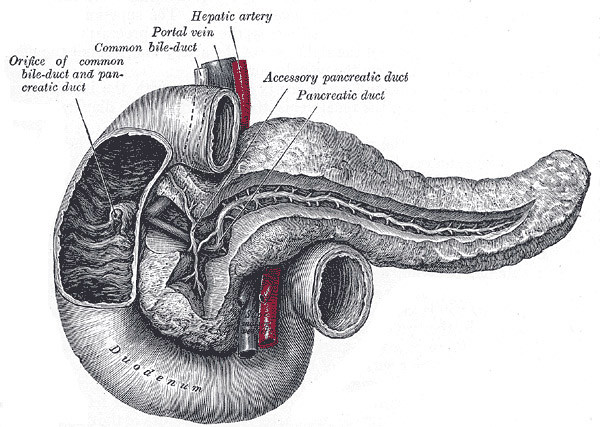 Digestion 101: A North to South Process // Part 3: The Accessory organs, Pancreas, Gallbladder and Liver