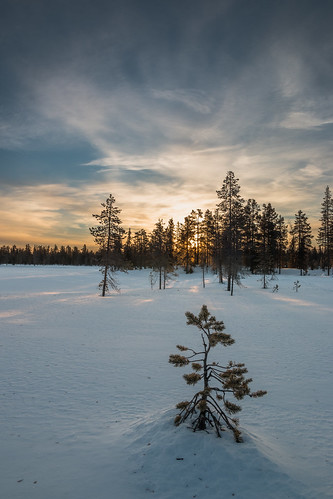 morning trees winter snow cold tree ice sunrise canon eos golden frozen finnland lappland fi kittilä 70d pallashusky