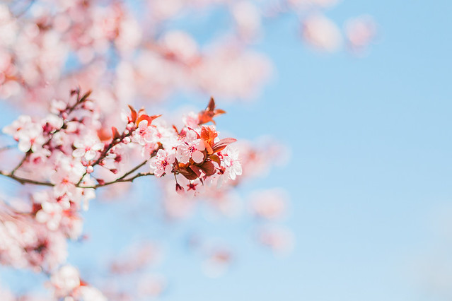 Cherry-Blossoms-18