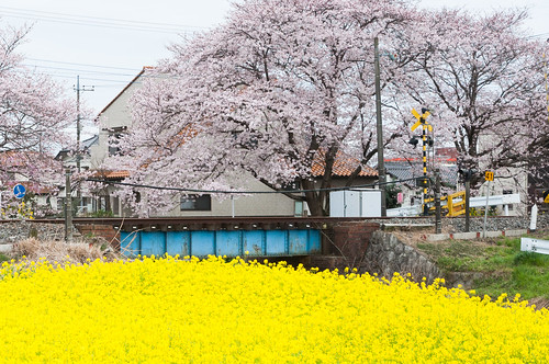 railroad bridge japan track railway 桜 cherryblossom sakura さくら 栃木 tochigiken mookashi 真岡市 北真岡駅 kitamōkastation