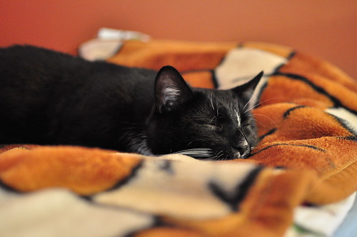 cat pet inside sleeping blanket bed blackcat nikon d5000 finland finnish suomi 35mm bokeh animalplanet calm cute kitty f18 niksuski