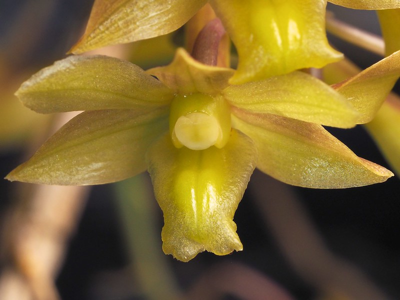 Dendrobium ionopus (= D. epidendropsis) (lip shape)