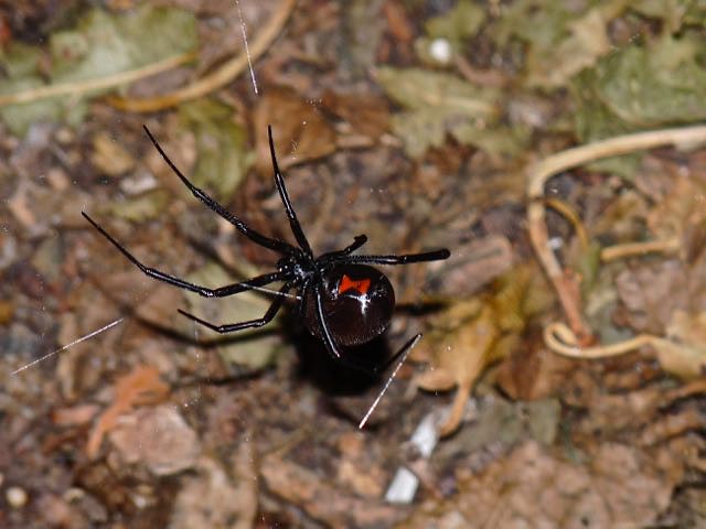 Western Black Widow, Mesilla Park, NM