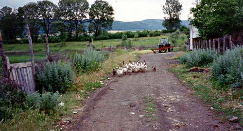 road mountains animals landscapes geese bulgaria fields balkanmountains polyanovo