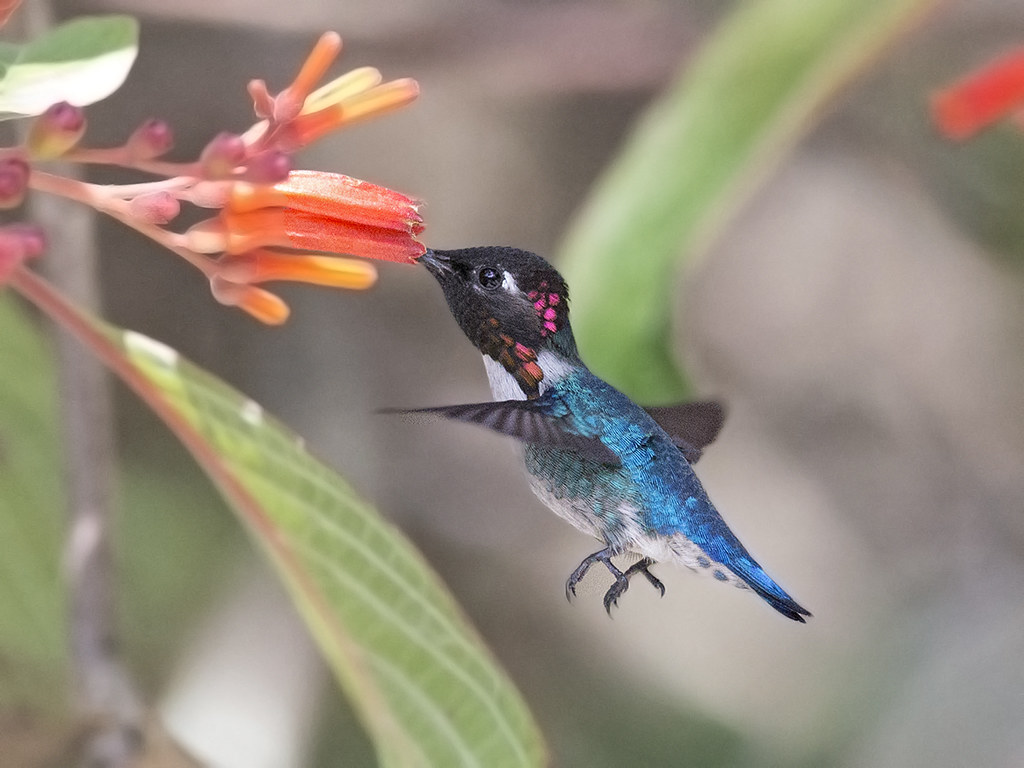Bee Hummingbird      endemic to Cuba