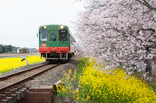 railroad japan train track railway 桜 cherryblossom sakura さくら 火車 栃木 tochigiken mookashi 真岡市 北真岡駅 kitamōkastation
