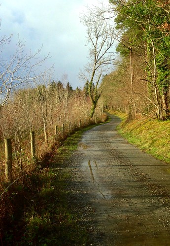wood trees ireland sky irish rural forest fence landscape scenery path cork hff islandwood iphone5 2015onephotoeachday
