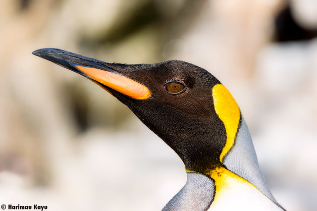 Happy Penguin Awareness Day!!