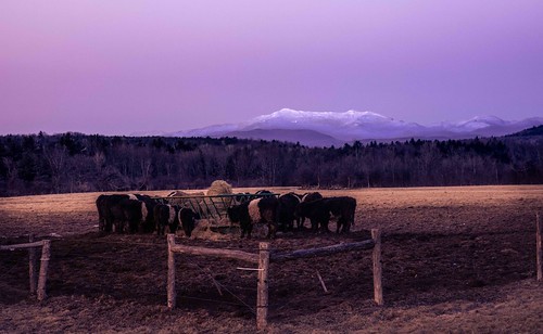 winter sunset mountain landscape us vermont unitedstates cows fields hay mansfield williston bluengold