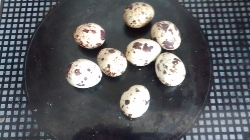 quail eggs Apr 16