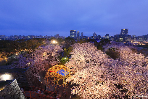Sakura Festival 2016