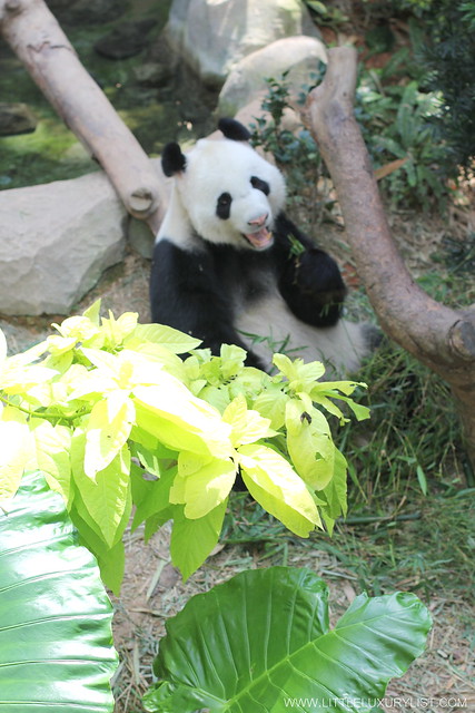 Singapore River Safari panda eating