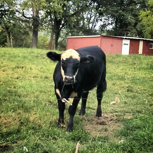 ohio rural cows cellphone drivebyshootings theplains athenscounty ruralohio instagram theplainsohio