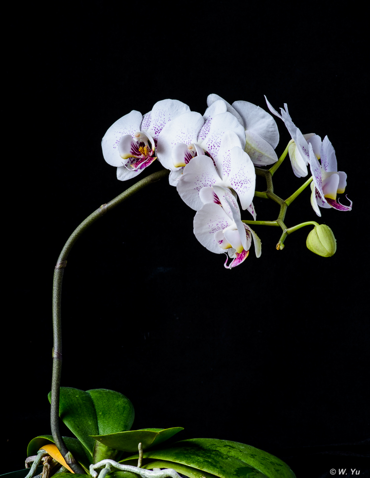 Orchids022016-9