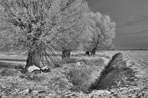 trees tree composition canon landscape blackwhite compo schwarzweiss landschaft bäume baum blick winterlandscape wideview winterlandschaft canon6d bildgestaltung