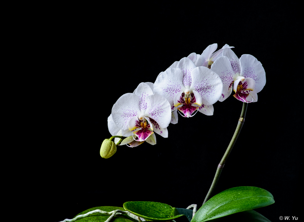 Orchids022016-8