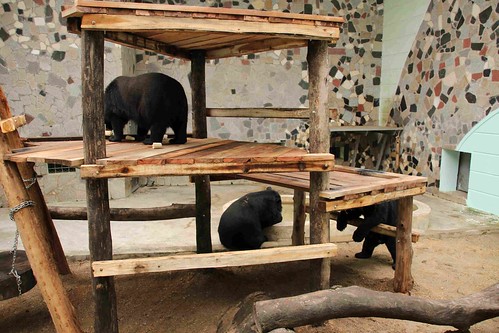 Hanoi zoo bear platform, April 2015