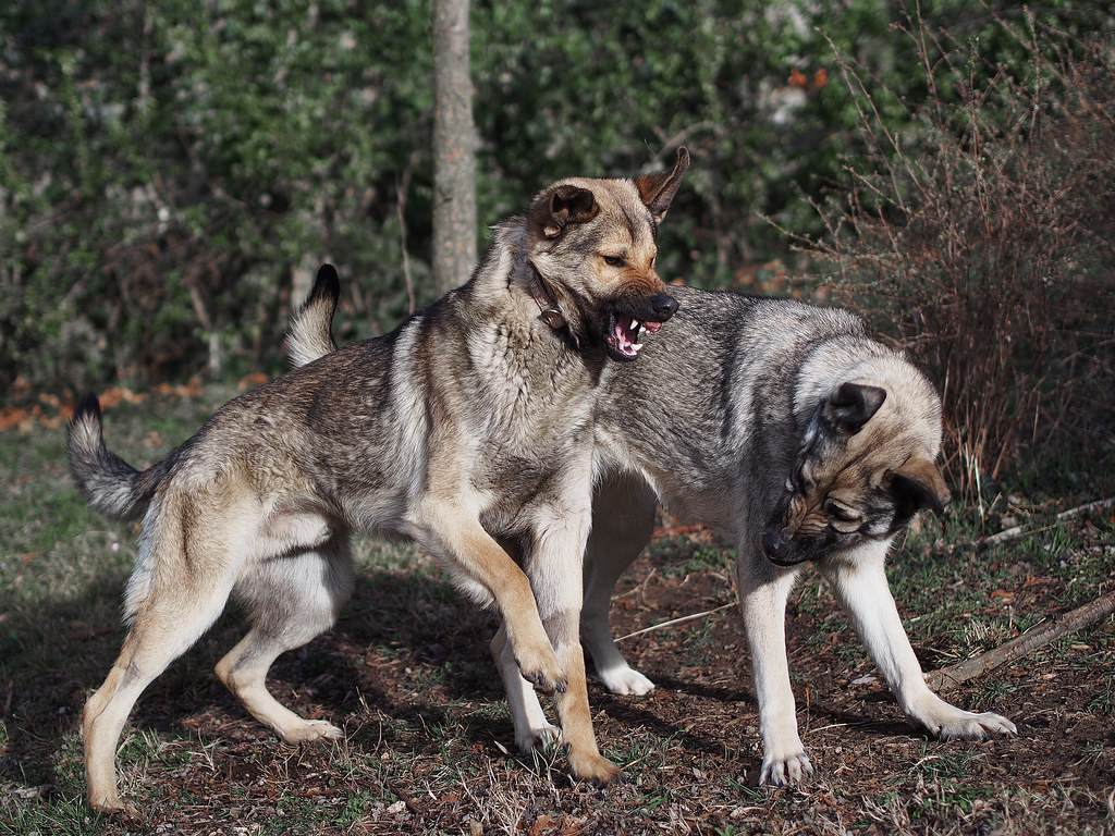 Photographie d'animaux - conseils pour devenir un pro ! - Page 22 25376768612_556a7cba1a_b