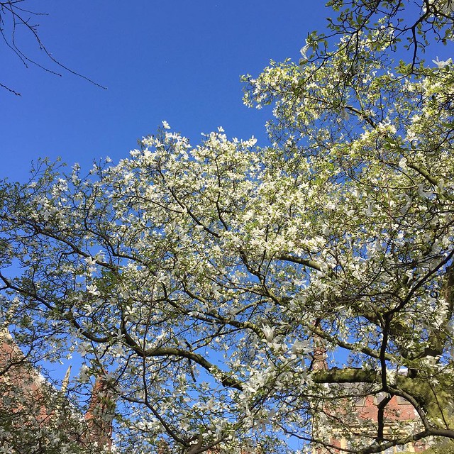 My favorite magnolia in London