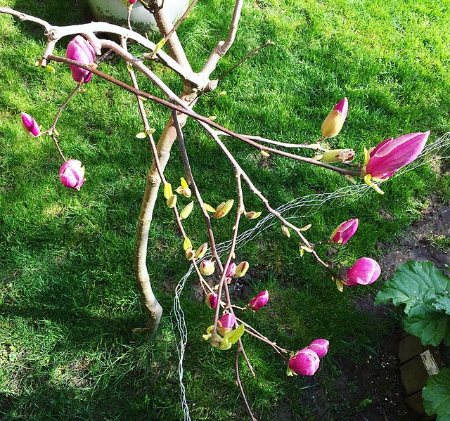Here comes the magnolia tree.