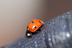 Ladybug / Ladybird / Coccinnelle