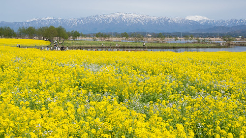 flower yellow japan spring lagoon 日本 niigata 花 春 rapeblossoms 菜の花 新潟 fukushimagata 福島潟