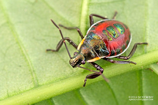 Stink bug nymph (Zicrona cf. caerulea) - DSC_1005