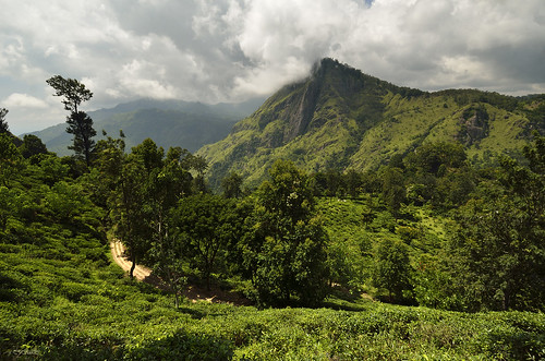 mountain green nature field rock landscape tea gap ella srilanka nikkor 1224 d7000
