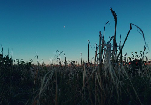 morning moon field grass sunrise luna today cresent трава луна