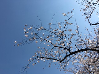 Japan - Ueno (Cherry Blossoms)