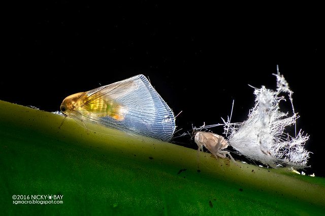 Moth-like planthopper (Ricaniidae) - DSC_8271