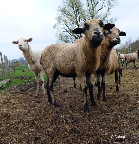 cute animals goats norddeutschland niedersachsen lowersaxony northgermany zicklein oxfordian lumixlx7 oxfordiankissuth