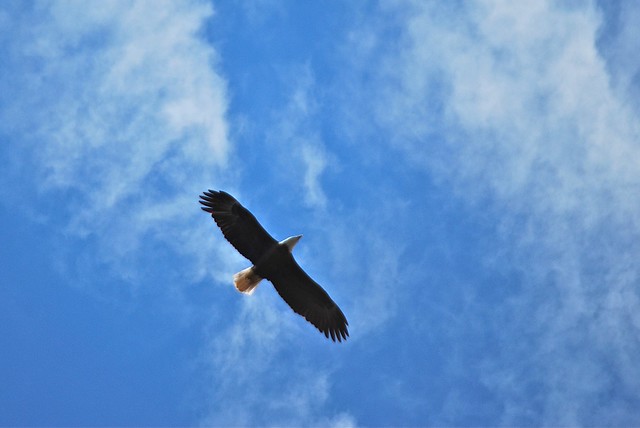 Adult bald eagle soaring at Smith Mountain Lake State Park, Virginia