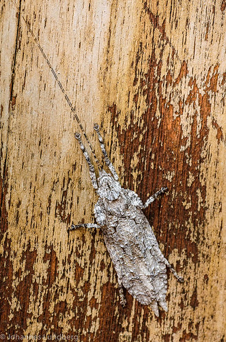 expedition burma myanmar mm orthoptera tettigoniidae ensifera insecta kayah myanmarburma tettigonioidea pseudophyllinae crypticcamouflage cymatomerini bawlakhe
