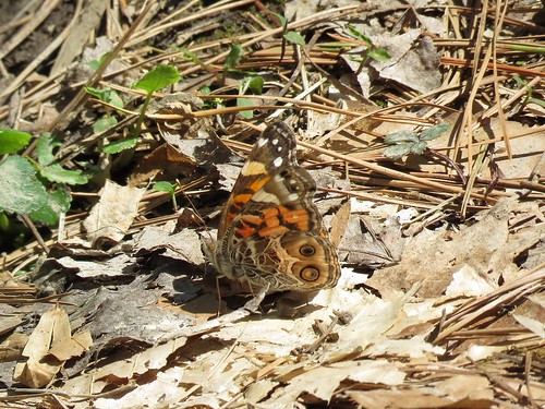 butterfly indiana hoosiernationalforest americanlady vanessavirginiensis charlescdeamwildernessarea