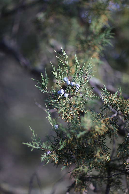 juniperus of Noviy Svit 05