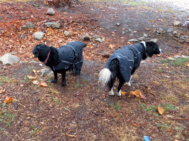doggy raincoats