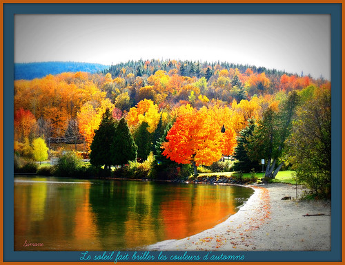 trees sun lake green fall beach nature water montagne automne soleil simone lac mount arbres reflect reflexion plage forêt lyster herberouge baldwinmills 20151228automne montbarnston