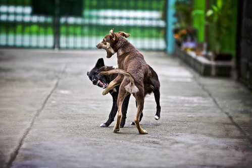 camera dog brown black home dogs teeth philippines streetphotography bite fighting streetphotographer ilocossur tagudin canon70200 canoneos5d friendlyfight earldolphy litratisticaimages cherrydolphy