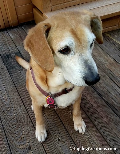 Sophie Thinking About Life #seniordog #houndmix #rescueddog #adoptdontshop #LapdogCreations ©LapdogCreations