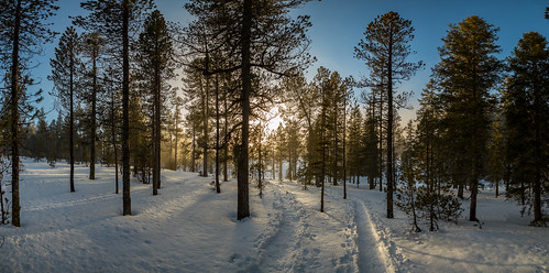 wood winter sunset mist snow tree pine forest schweiz switzerland sonnenuntergang nebel trail snowtrail langis glaubenberg