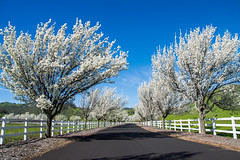 Cherry Blossoms - Fairfield - California - 21 February 2016