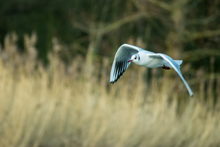 20160116-13_Coombe Abbey_Gull_In Flight