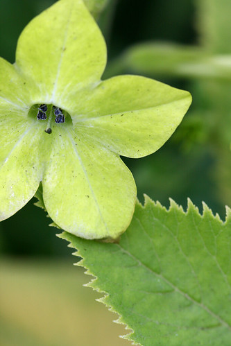 Nicotiana lime green