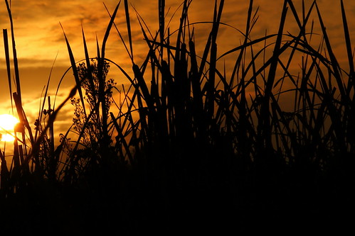 contrast sunrise reeds twigs johannesburg stalks